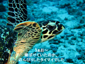 シミラン諸島でナイスダイブ2!!_f0144385_6332230.jpg