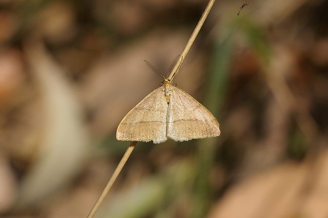 ■　冬の昆虫　　　08.12.30　　　（キタキチョウ、クロスジフユエダシャク、チョウセンカマキリ）_e0070891_203538.jpg