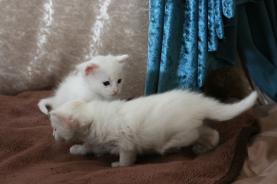 e0147291_15101850.jpg