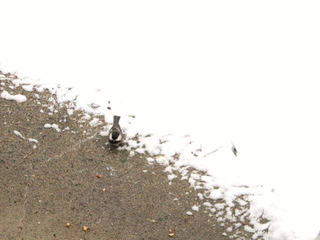 f0184997_857350.jpg
