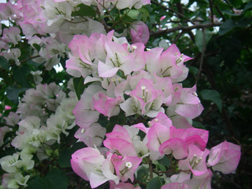 c0085098_16262751.jpg