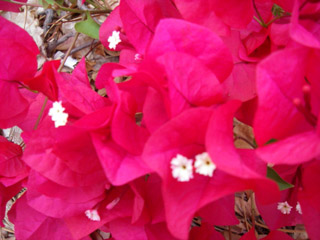 c0085098_1662278.jpg