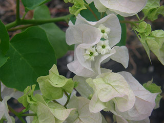 c0085098_1672995.jpg