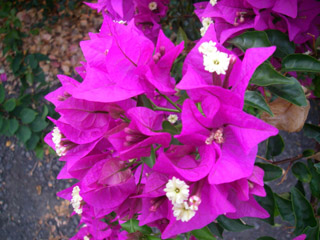 c0085098_1673791.jpg