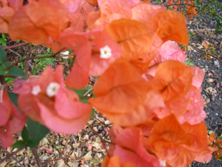 c0085098_1674652.jpg