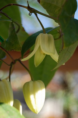 c0124100_12464542.jpg