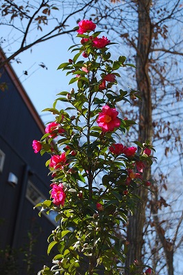 c0124100_130896.jpg