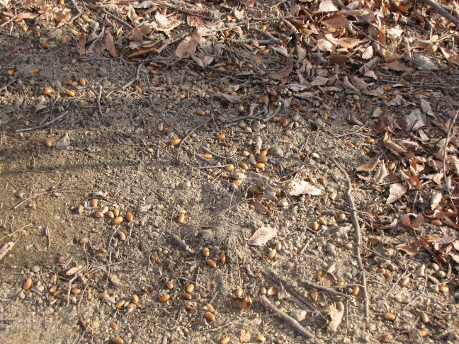 b0116703_1725216.jpg