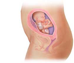 21 Weeks Sakuraの妊娠 育児日記