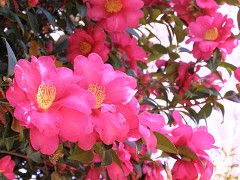 a0089450_80535.jpg