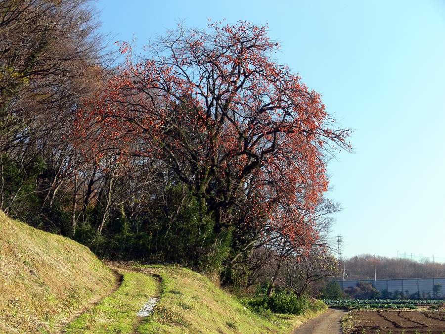 枝垂れ状態の柿の木_c0059854_10305159.jpg