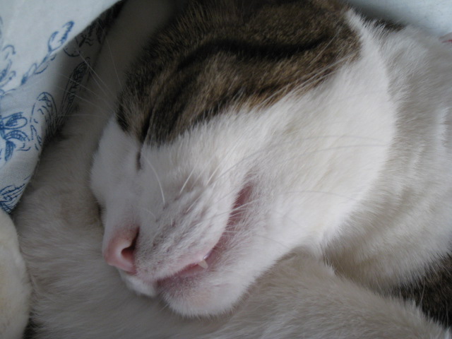f0135859_20331853.jpg