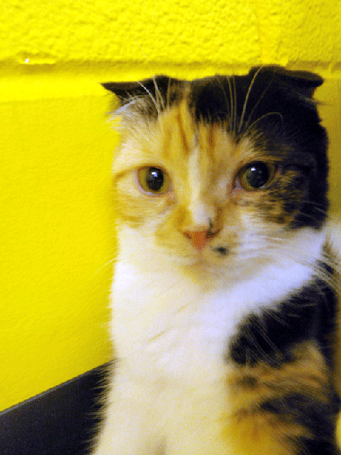c0171462_22195749.gif