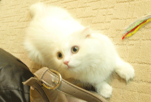 c0171462_22204551.gif