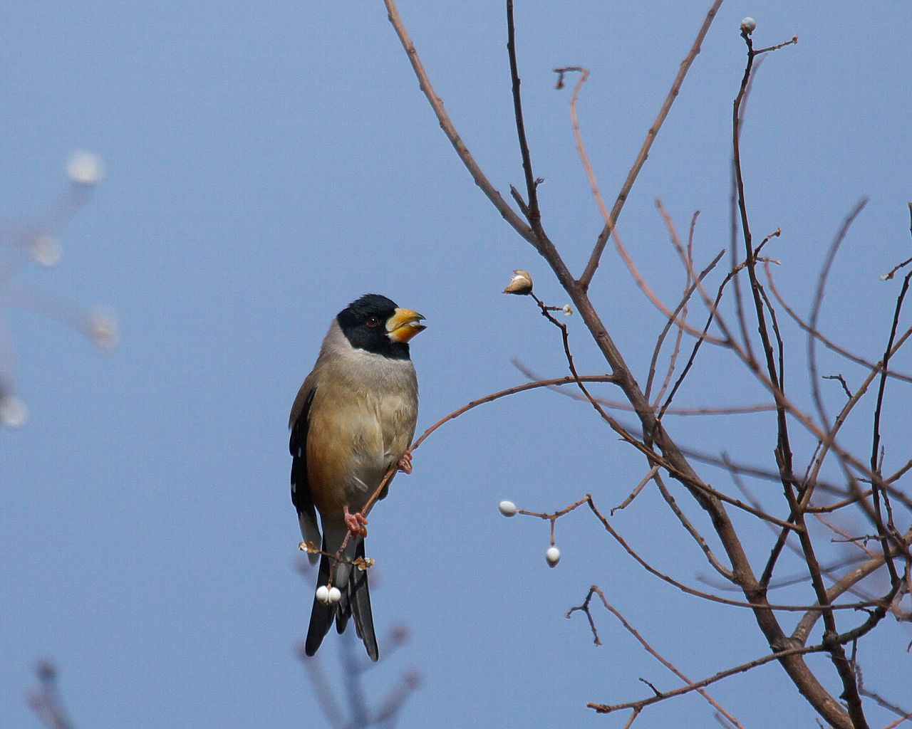 地下鉄に乗って鳥見_f0105570_13154776.jpg