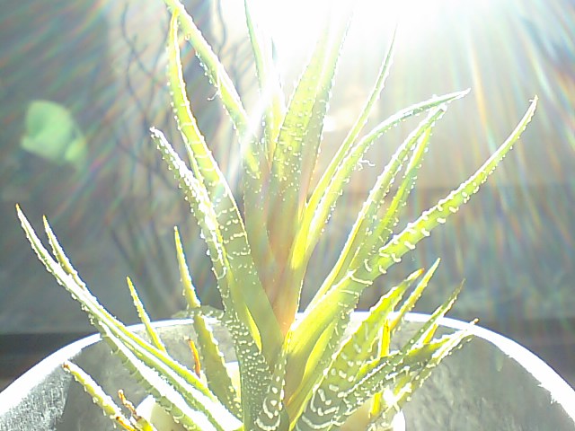 a0081172_13165496.jpg