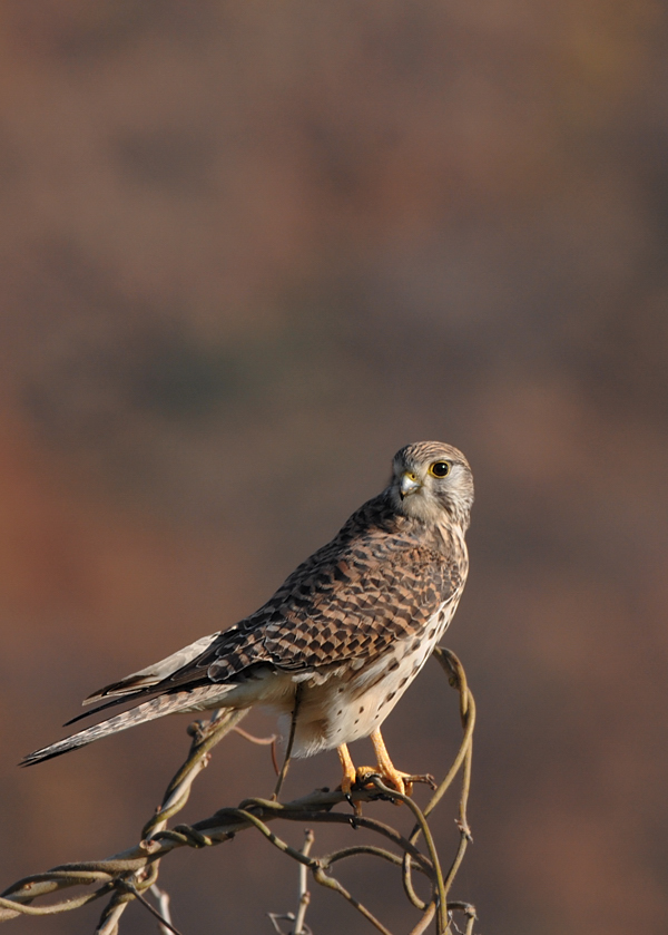チョウゲンボウ&カワセミ_f0053272_215432.jpg