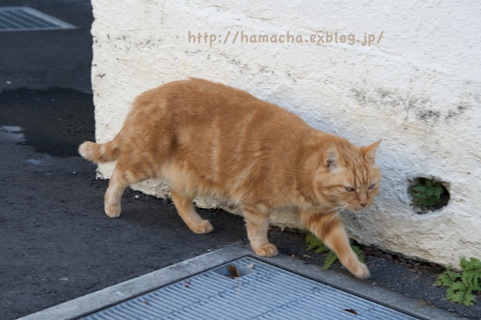 Cats at Enoshima_c0158775_18435849.jpg