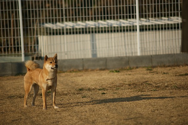 サモエド in 毛呂山　最終回_c0109780_1155342.jpg