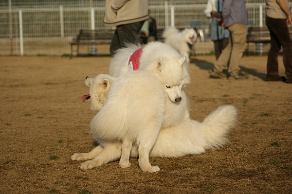 サモエド in 毛呂山　最終回_c0109780_1161346.jpg