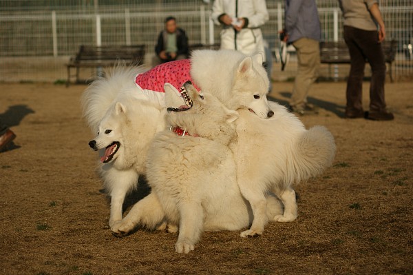 サモエド in 毛呂山　最終回_c0109780_1162061.jpg