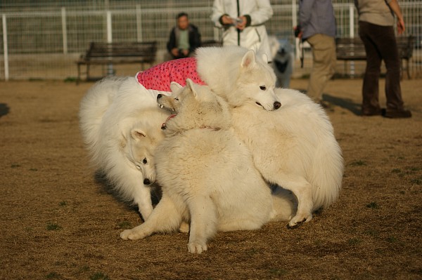 サモエド in 毛呂山　最終回_c0109780_1162642.jpg