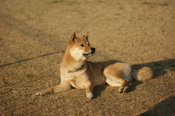 サモエド in 毛呂山　最終回_c0109780_1163414.jpg