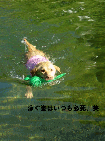 e0121790_9444222.gif