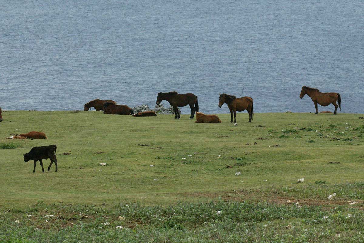 ヨナグニウマ 与那国馬 鳥平の自然だより 動物編 ヨナグニウマ 与那国馬 鳥平の自然だより 動物編