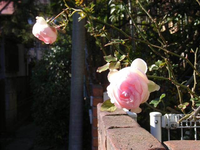 c0039428_1249271.jpg
