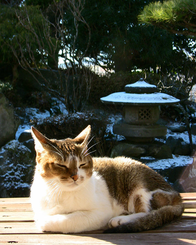 2009/01/01 飛ばし初め_d0067943_12283153.jpg