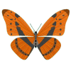 e0064158_1994721.gif
