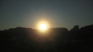 迎春_e0033570_915938.jpg