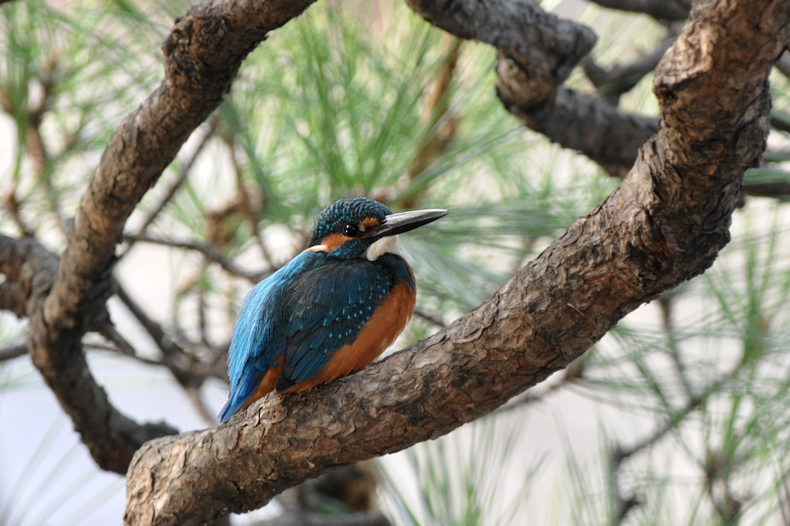 チョウゲンボウ&カワセミ_f0053272_14581972.jpg