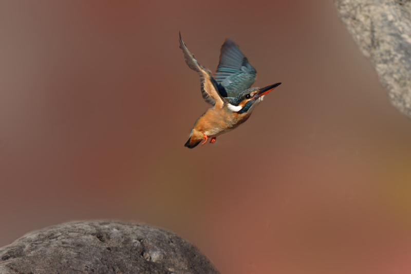 チョウゲンボウ&カワセミ_f0053272_1544411.jpg