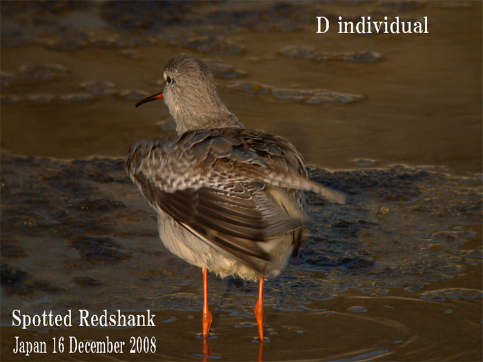 ツルシギ　６　Spotted Redshank/ Tringa erythropus_c0071489_23545786.jpg