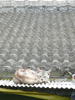 沖縄から戻り、仕事始め_b0014003_19413868.jpg