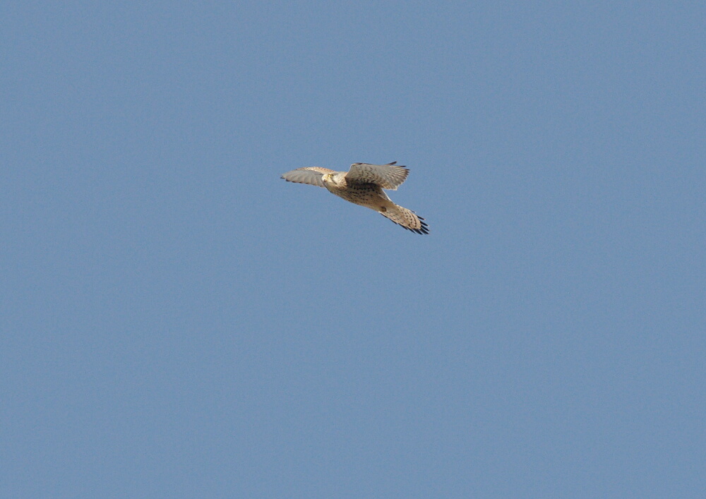 d0137627_0105021.jpg