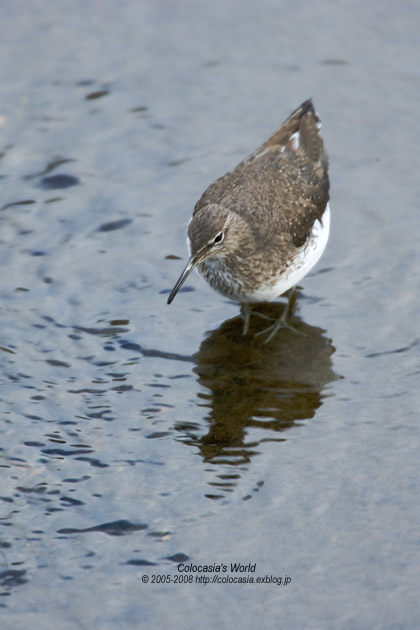 クサシギ／Green Sandpiper_e0089532_6481617.jpg