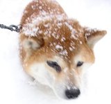 柴犬・ゴン太は雪大好き・・・出町通いだぁ!_d0005250_16541537.jpg