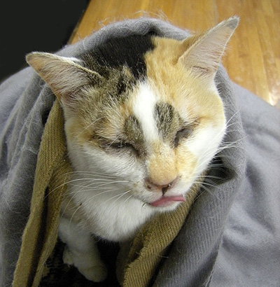 1月2日 だるまねこ?_a0001354_20224461.jpg