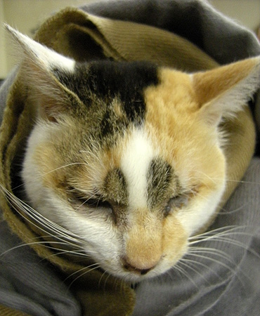 1月2日 だるまねこ?_a0001354_20235219.jpg