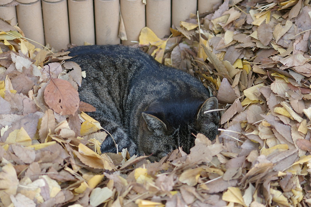 板橋区城北中央公園の猫_f0192156_21183083.jpg