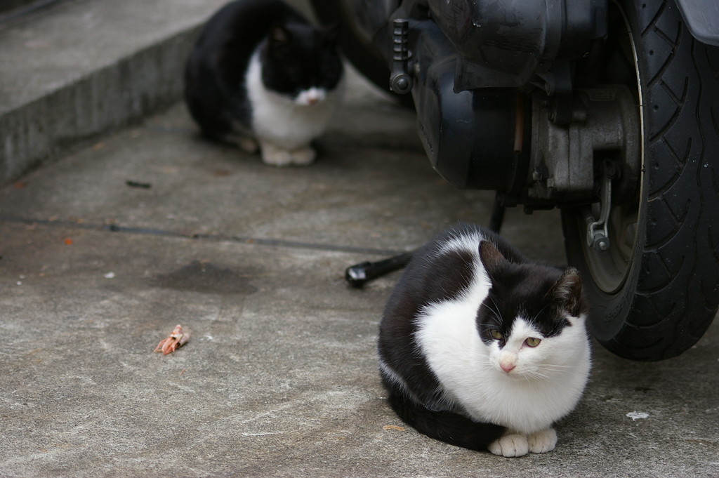 新宿歌舞伎町の路地裏で見かけた猫たち_f0192156_2321455.jpg