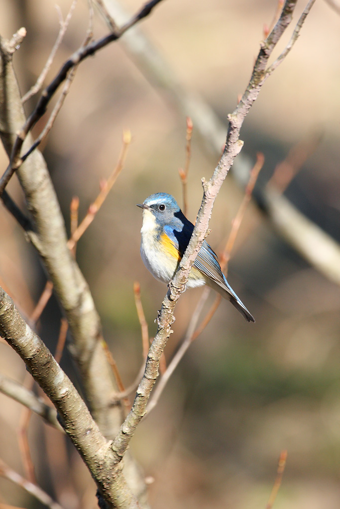 初撮りは幸せの青い鳥（ルリビタキ♂）_d0148060_16403330.jpg