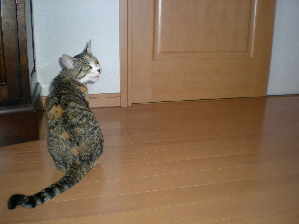 2009年1月2日(金)子猫こころちゃんのワンルーム!_f0060461_1551035.jpg