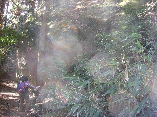 いわくらの山~丹沢石老山_b0116271_1624403.jpg