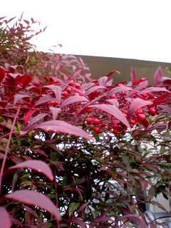 e0141077_2031319.jpg