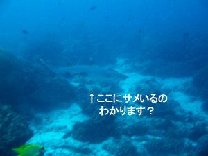 明けました!! ナイスダイブ!!_f0144385_14565346.jpg