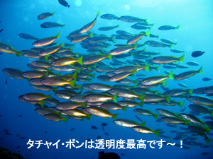 明けました!! ナイスダイブ!!_f0144385_15112359.jpg